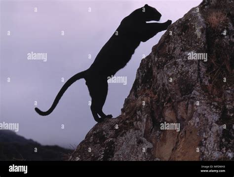 Real Black Panther Jumping