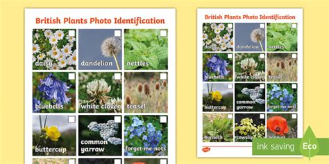 KS2 British Plants Photo Sheet - Identifying Plants - Twinkl