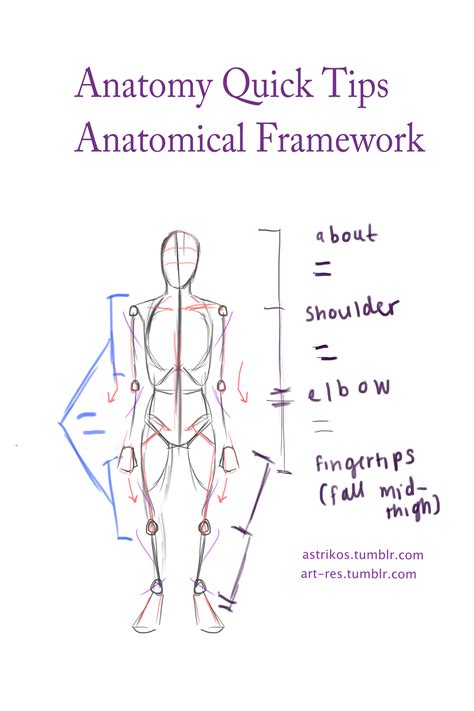 Master human anatomy today with these 13+ tips | Art-Res