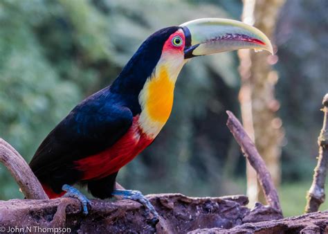 Green-billed Toucan [IMAGE] | EurekAlert! Science News Releases