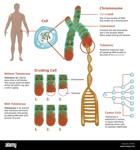 Illustrated Diagram Showing Detailed Chromosome Structure And Stock | The Best Porn Website