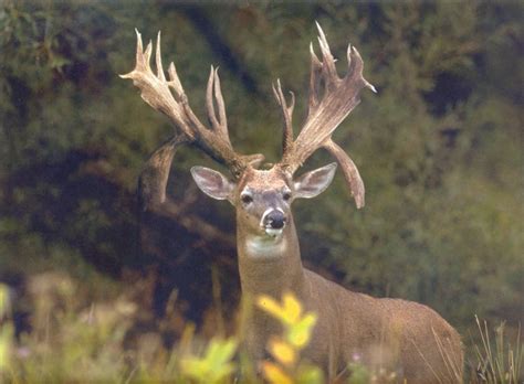 Big Whitetail Buck Wallpaper - WallpaperSafari