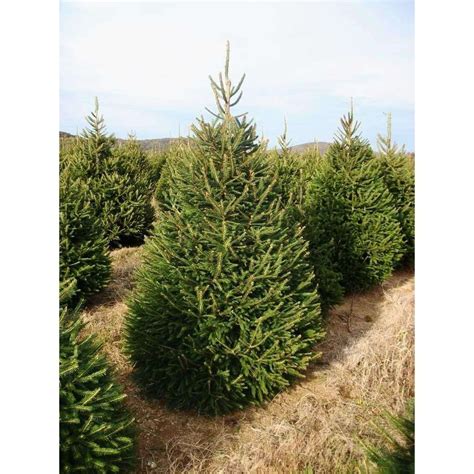 Buy Norway Spruce Online | Deer Resistant Evergreen Tree | Bay Gardens | Bay Gardens