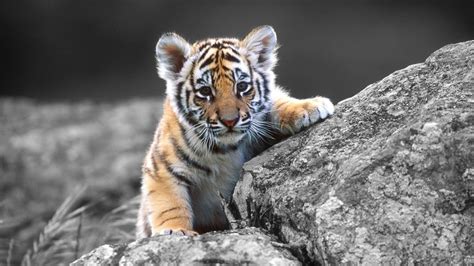 Cute Tiger Wallpapers - Top Free Cute Tiger Backgrounds - WallpaperAccess