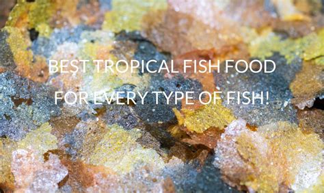 Best Tropical Fish Food (10 Choices For All Fish) - Betta Care Fish Guide