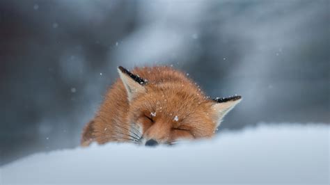 Sleeping Fox – Bing Wallpaper Download