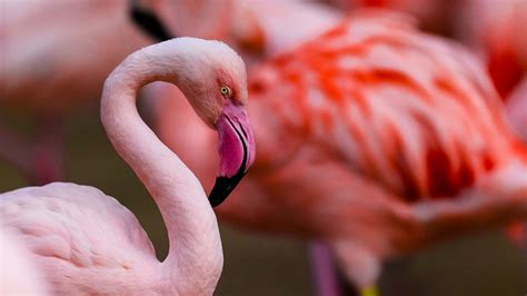 Flamingo Wildlife Habitat | Las Vegas | Family Attraction