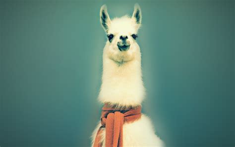 Llama Wallpaper [1920 x 1200] : wallpaper