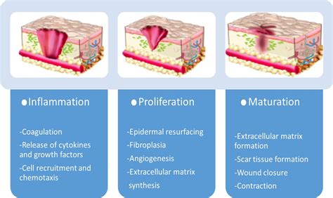 Surgical Wound Healing Stages