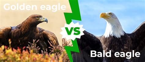 Golden Eagle Wingspan & Size: How Big Are They? - A-Z Animals