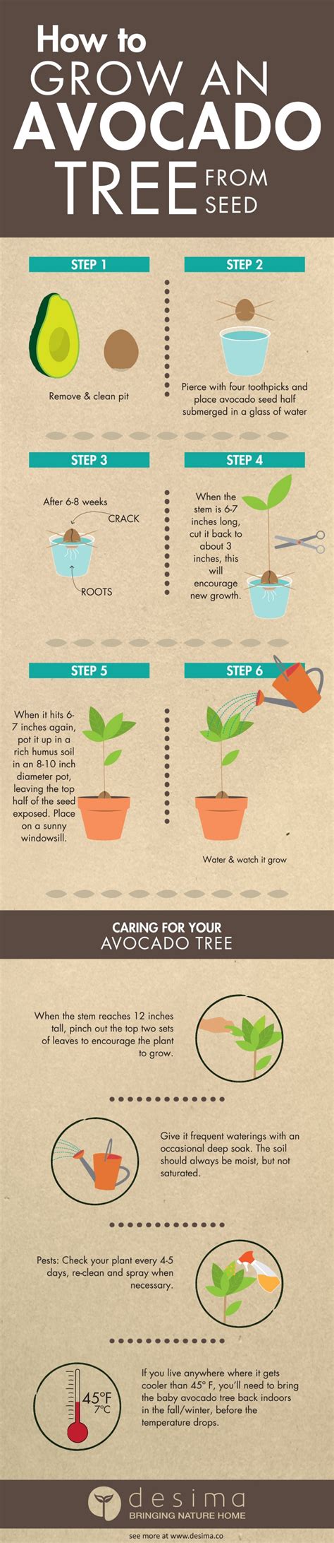 How to Grow an Avocado Tree from Seed [Infographic] | Greener Ideal