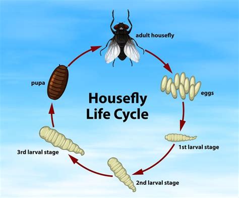 Science Housefly Life Cycle 302014 Vector Art at Vecteezy