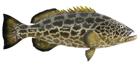 Black grouper - Alchetron, The Free Social Encyclopedia