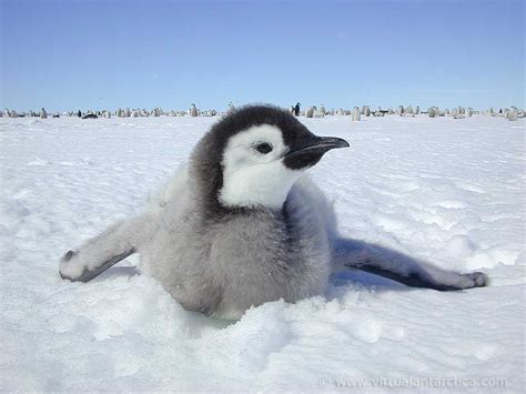 Emperor Penguin