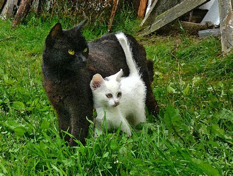 Black Cat defends his white kitten Photograph by Aleksandr Volkov - Pixels