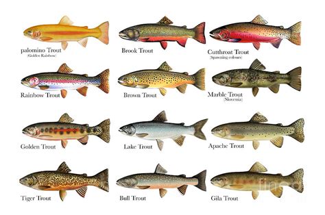 Types of trout - fotugas