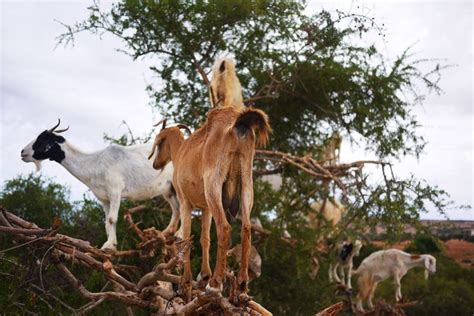 Argan Tree Goats Morocco 3 | Goats, Tree, Morocco