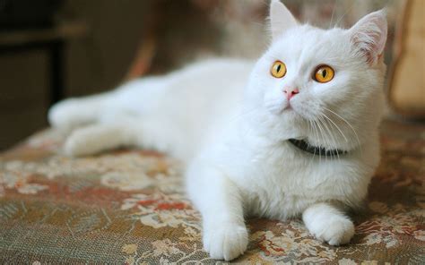 Yellow And White Cats Breeds