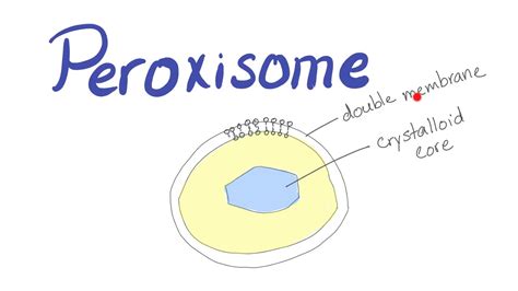 What Is The Function Of A Peroxisome - slideshare