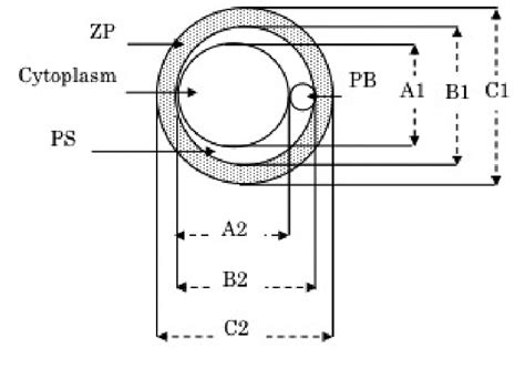 Calculation method for the size of each part of the oocyte. ZP: Zona... | Download Scientific ...