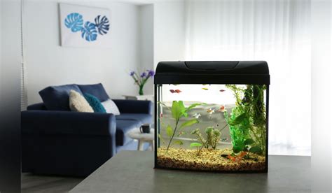 Best aquarium design ideas for 2022