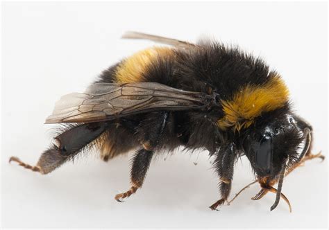 Bumble bee Agriculture and Food - EroFound