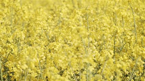 Canola Oil Flowers In A Field - Stock Video | Motion Array