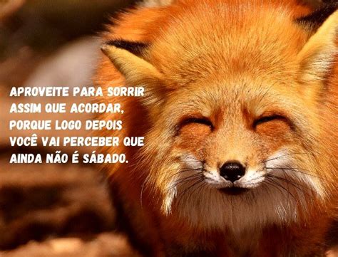 Bom dia engraçado! 30 frases para começar o dia com humor 😂 - Pensador