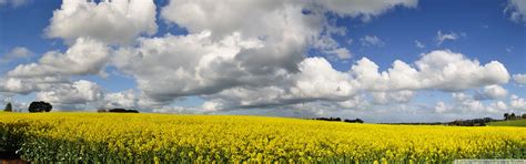 Canola Field Ultra HD Desktop Background Wallpaper for : Multi Display, Dual Monitor : Tablet ...