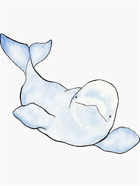 25+ Cute Beluga Whale Drawing | HasnaHarmaya