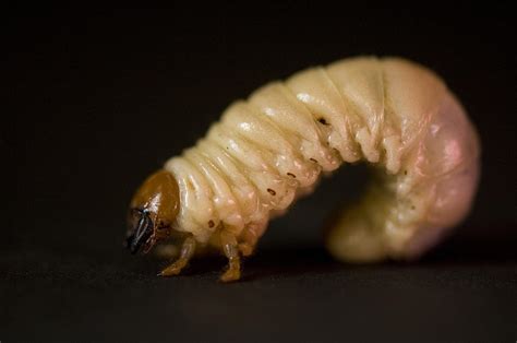 A Close-up Of A Grub Worm Photograph by Joel Sartore