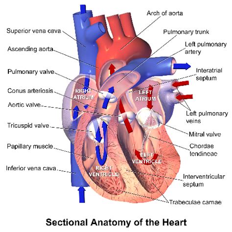 Heart Ventricles | Definition, Diagram & Function | Study.com