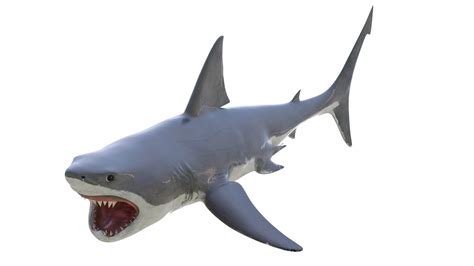 Great White Shark - 3D Model by frezzy