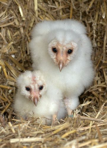 British Wildlife Centre ~ Keeper's Blog: Barn Owl chicks