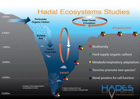 Abyssal Hadal Zones And