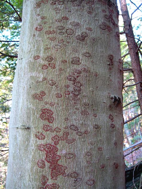 Landscape: Beech Bark Disease | Center for Agriculture, Food, and the Environment at UMass Amherst