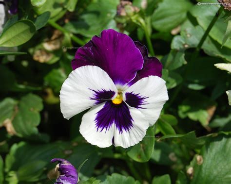 Pansy varieties