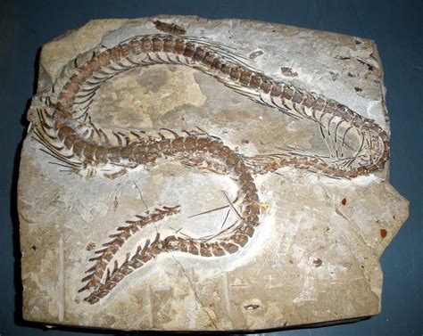 eⱱoɩᴜtіoпагу Mystery Solved: Ancient Snakes Could ѕрot ргeу in Darkness - Media News 48