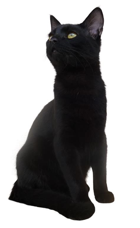 Bombay cat Korat European shorthair Black cat - Black Cat PNG ...