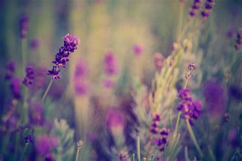 Lavender Flower Field · Free Stock Photo