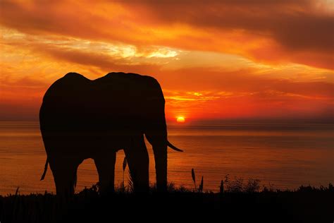 Download Sunset Silhouette Animal African Bush Elephant HD Wallpaper by Karen Arnold