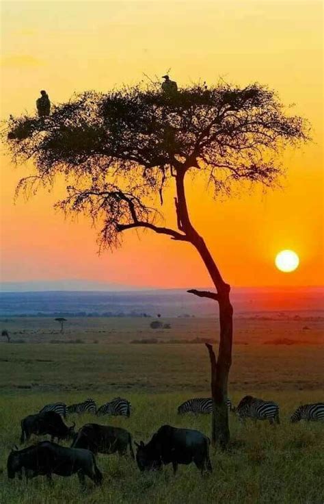 Atardecer en la Sabana Africana | African sunset, Beautiful nature, Masai mara national reserve