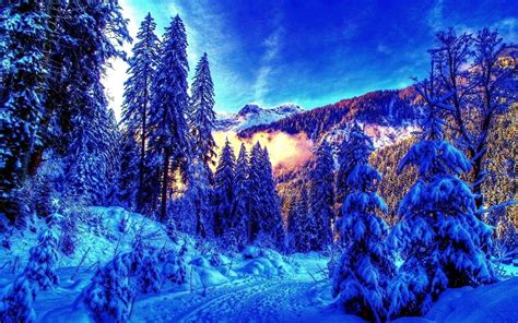 Winter Forest 4K Wallpapers - Top Free Winter Forest 4K Backgrounds - WallpaperAccess