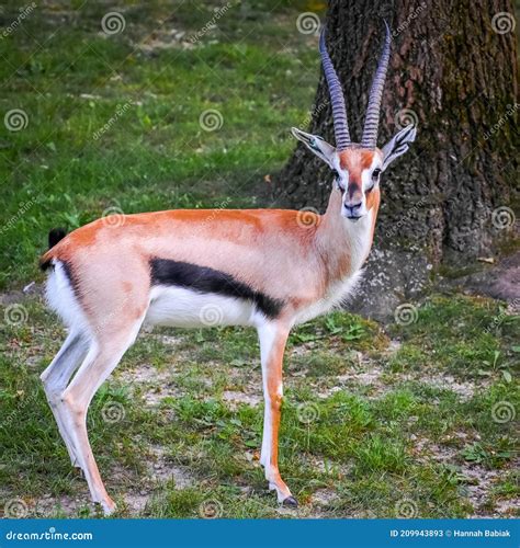 Gazelle with Horns in Captivity Stock Image - Image of swift, striped: 209943893