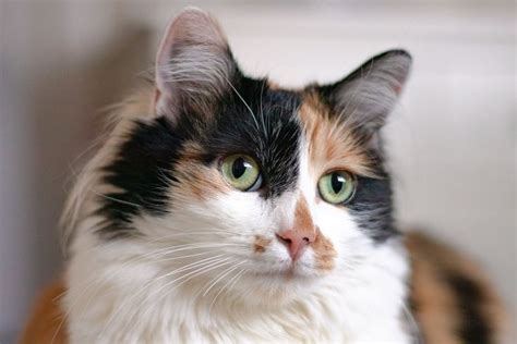 What to Know About Calico Cats | Calico cat names, Cat aesthetic, Angora cats