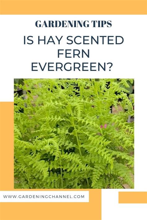 Is hay scented fern evergreen? - Gardening Channel