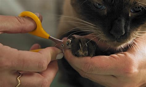 How to Trim Cat Nails: Step-by-Step Tips From a Pro | BeChewy