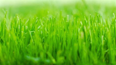 Download A lush and vibrant green grass background | Wallpapers.com