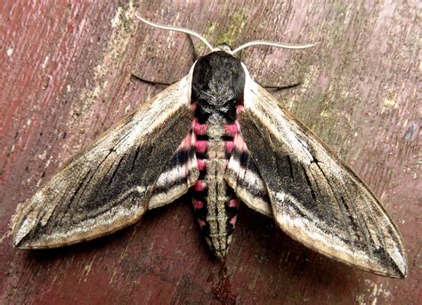 MERSEA WILDLIFE: SELECTION OF MOTHS