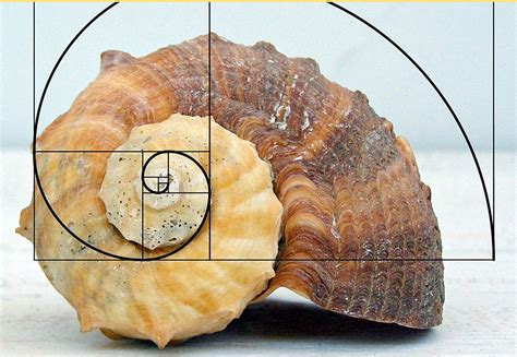 The Golden Ratio